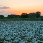 Природа
